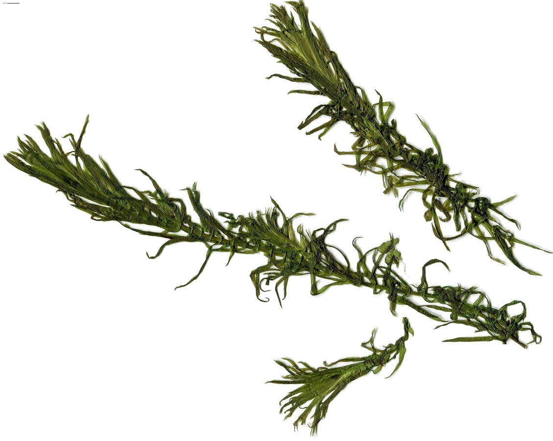 Egeria densa (Hydrocharitaceae)
